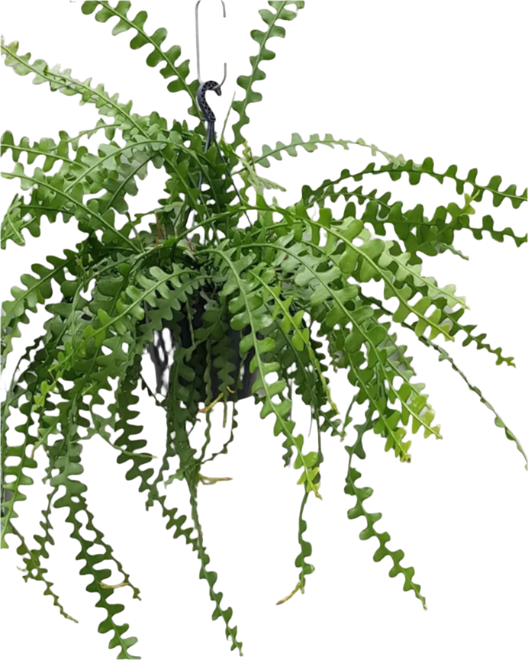 Epiphyllum anguliger