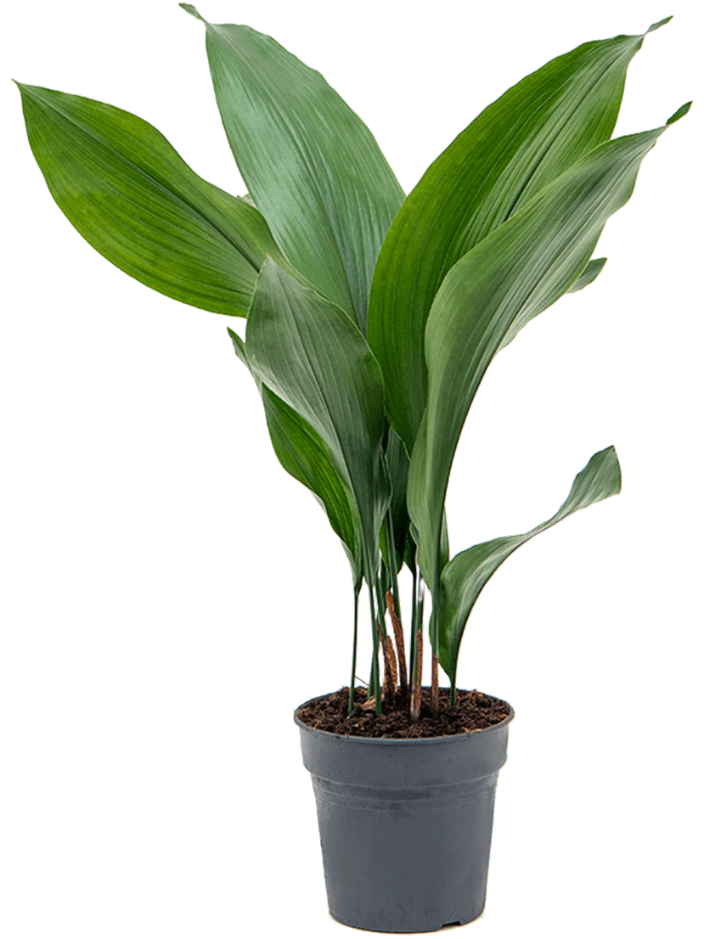 Aspidistra elatior