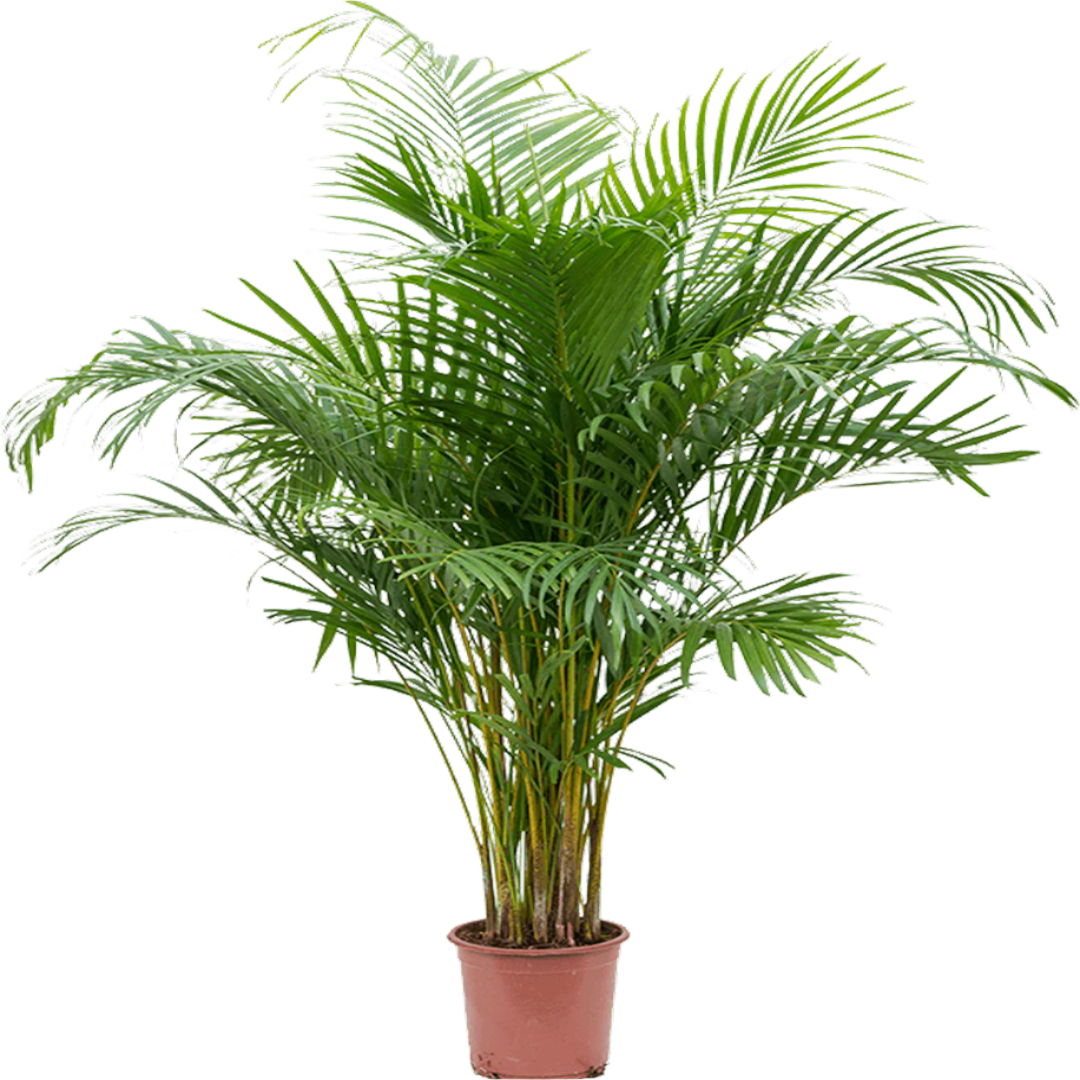 Dypsis areca