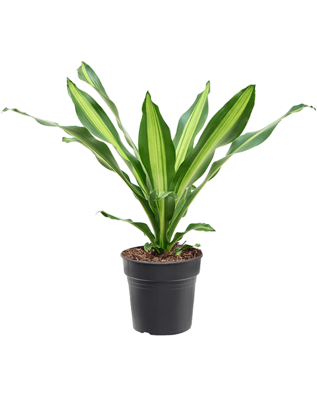 Dracaena Burley