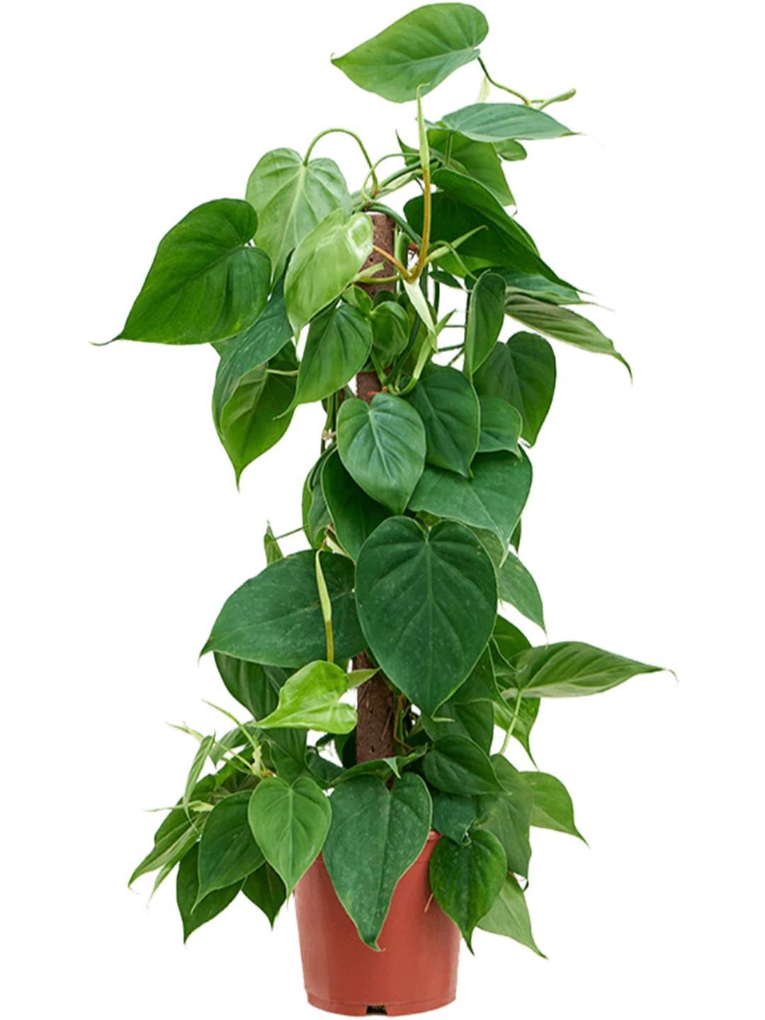 Philodendron scandens (moss pole) (L)