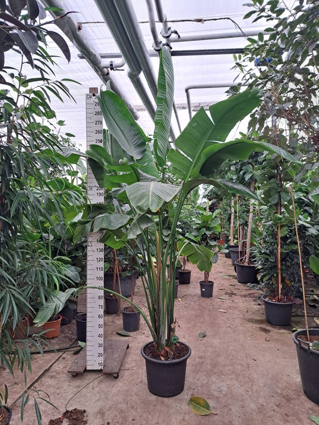 Strelitzia nicolai (L)