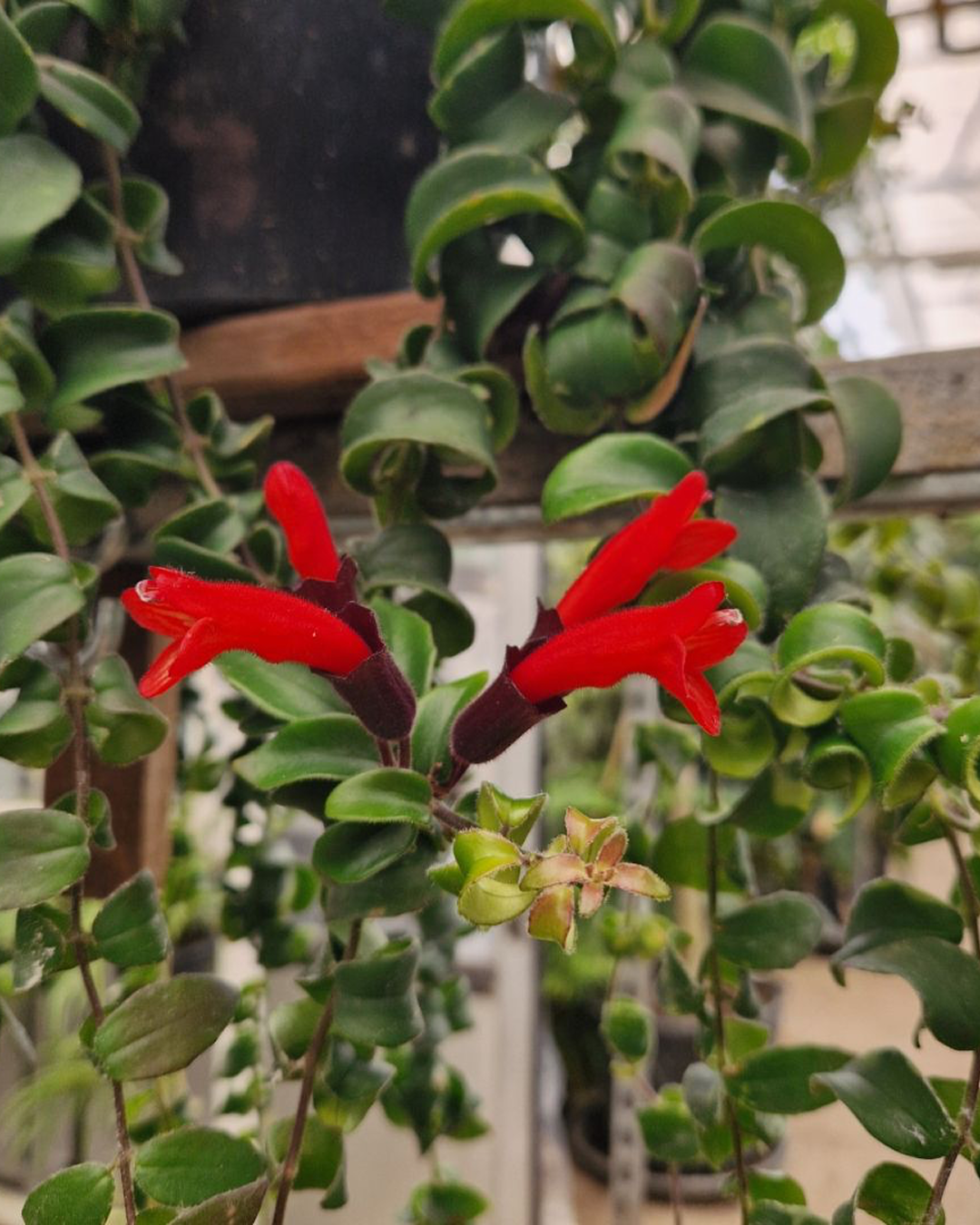 Aeschynanthus Japhrolepis