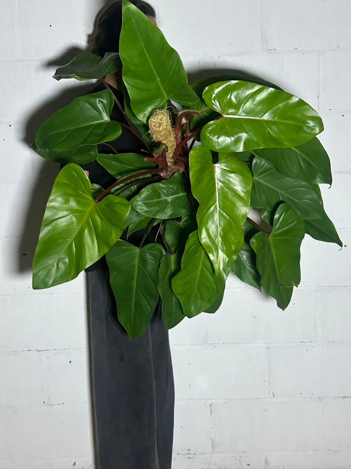 Philodendron red emerald
