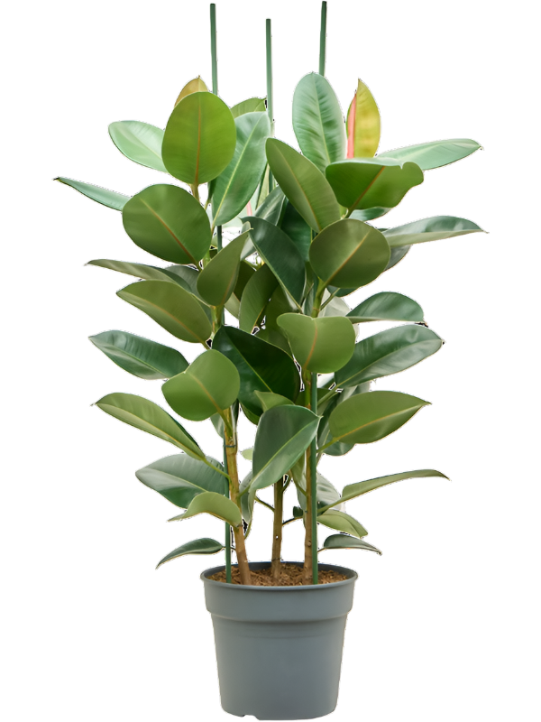 Ficus Robusta