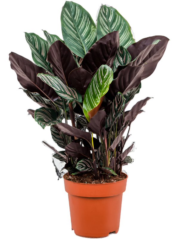 Calathea Ornata
