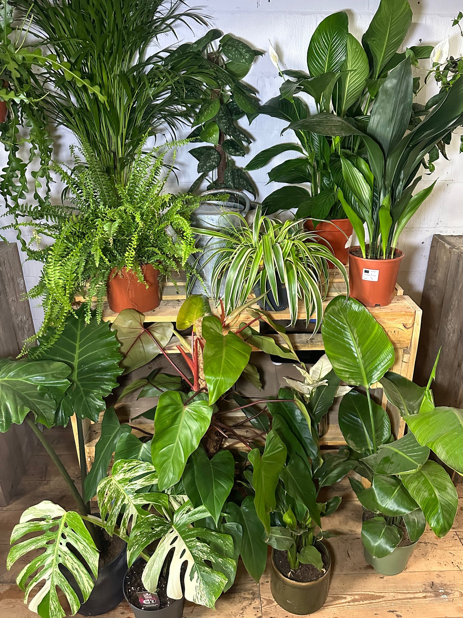 Indoor Plants