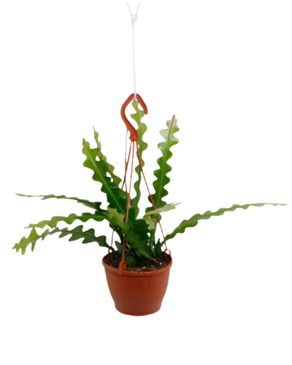 Epiphyllum anguliger