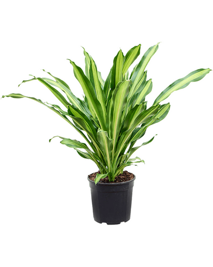 Dracaena Burley