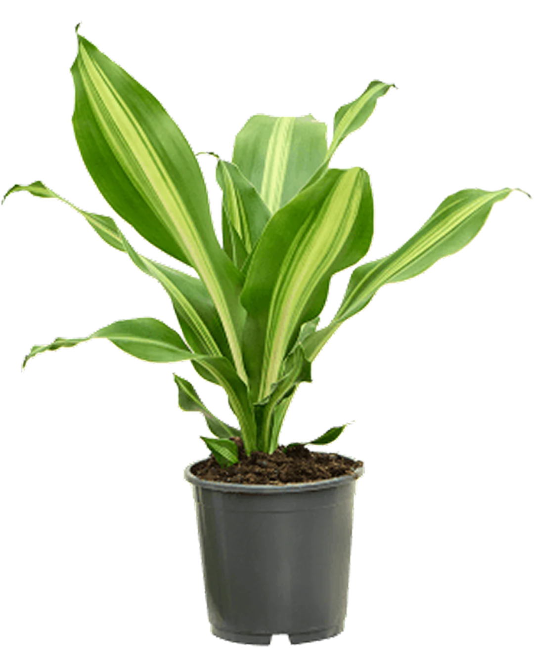 Dracaena Burley