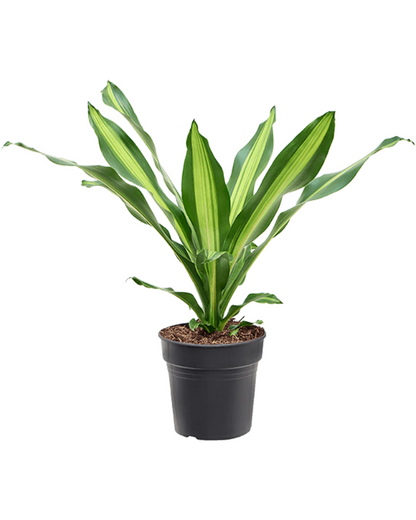 Dracaena Burley