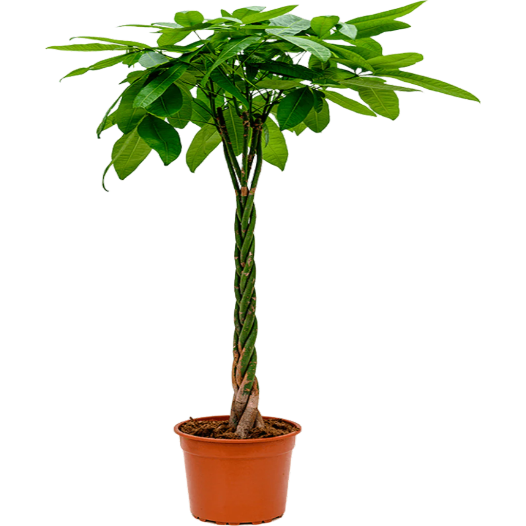 Pachira aquatica (L)