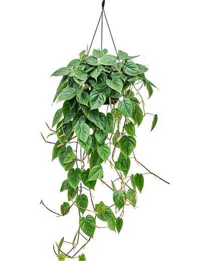 Philodendron Scandens