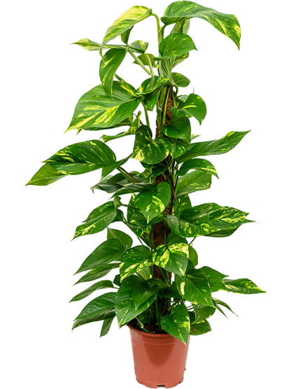 Scindapsus aureum (moss pole)