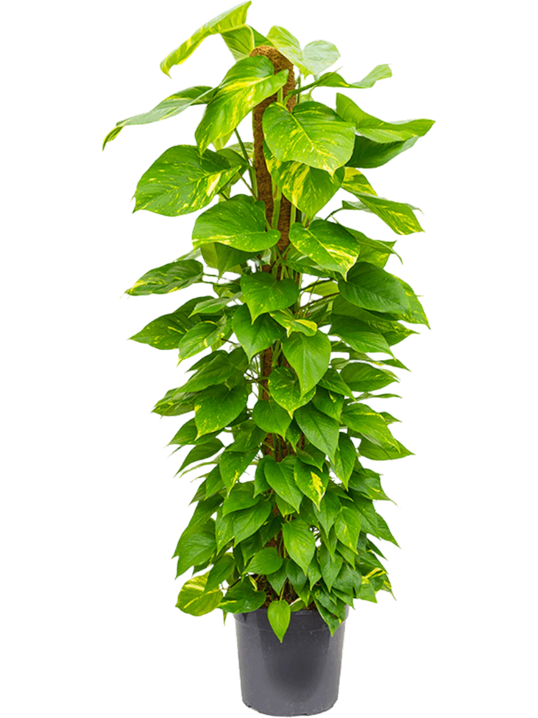 Scindapsus aureum (moss pole)