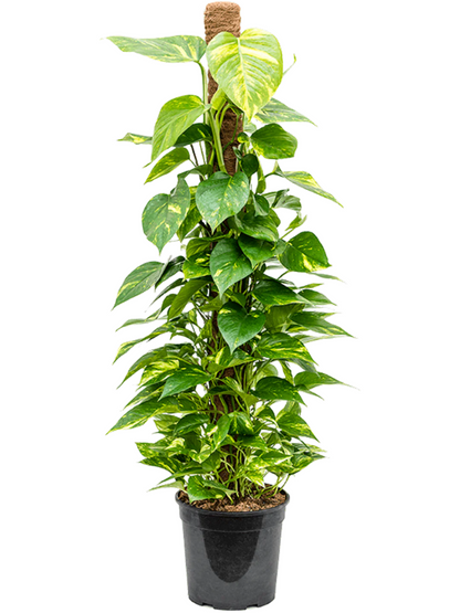 Scindapsus aureum (moss pole)