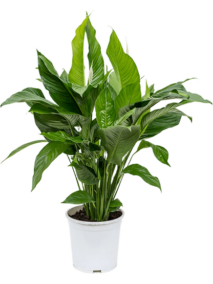 Spathiphyllum sweet Lauretta