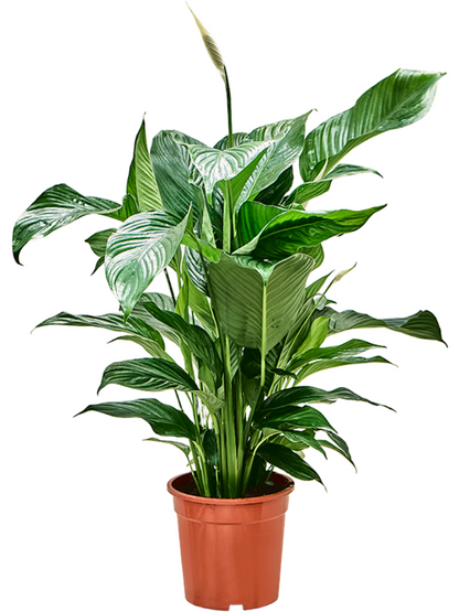 Spathiphyllum sweet Lauretta