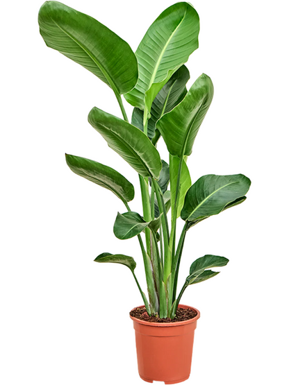 Strelitzia nicolai (L)