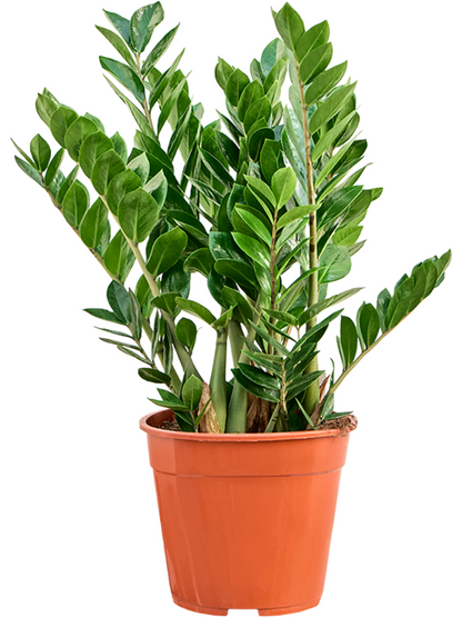 Zamioculcas zamiifolia