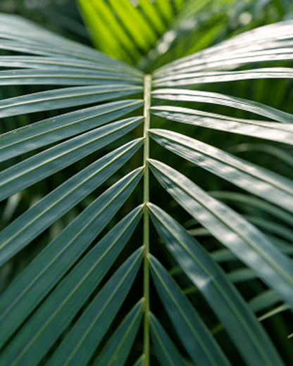 Dypsis areca (L)