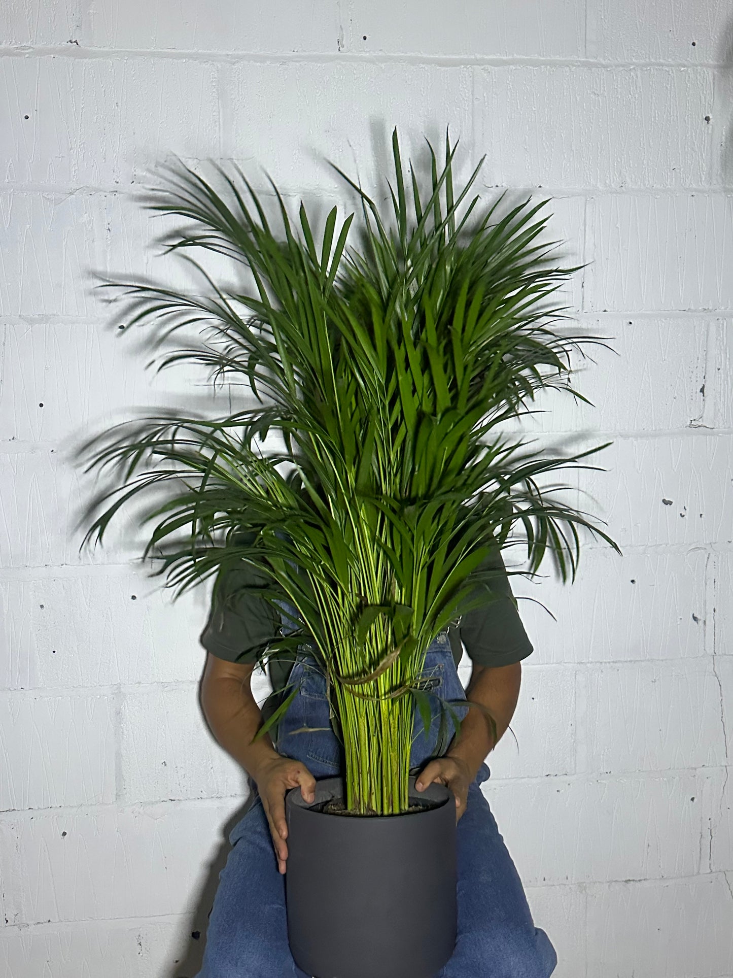 Dypsis areca (L)