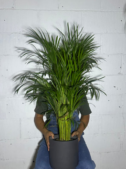 Dypsis areca (L)