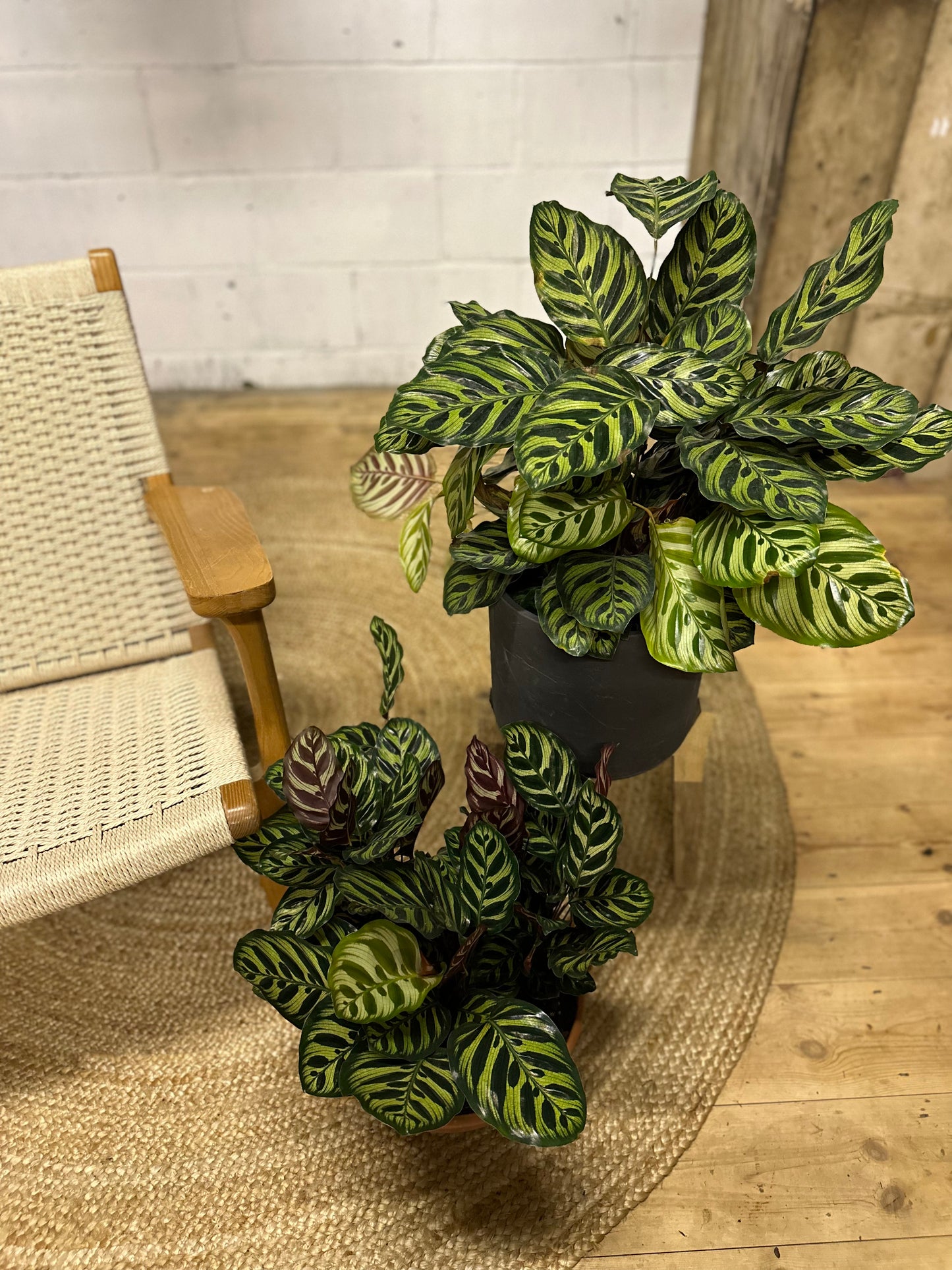 Calathea makoyana