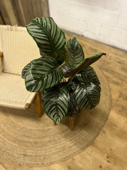 Calathea Ornata