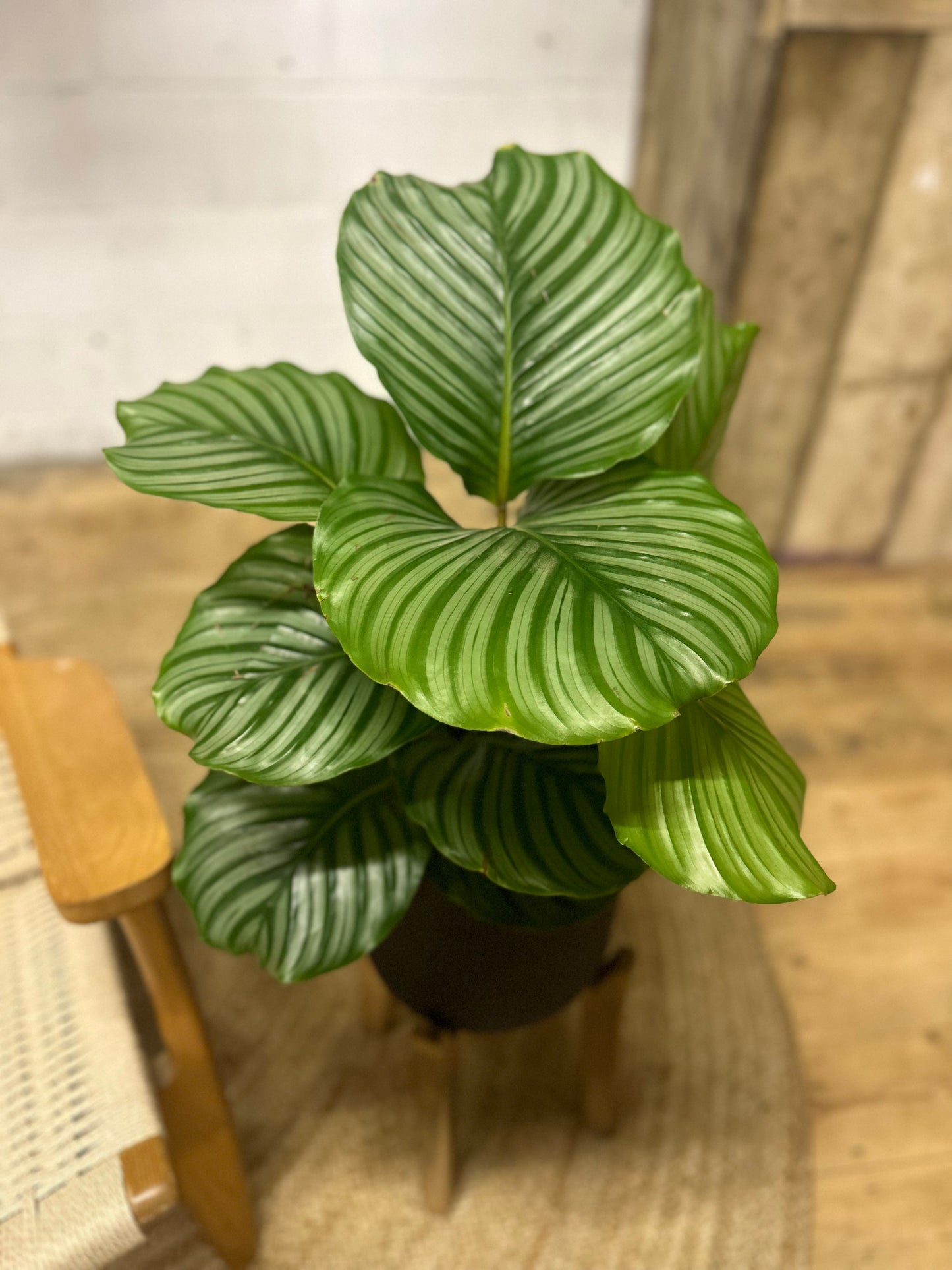 Calathea Orbifolia