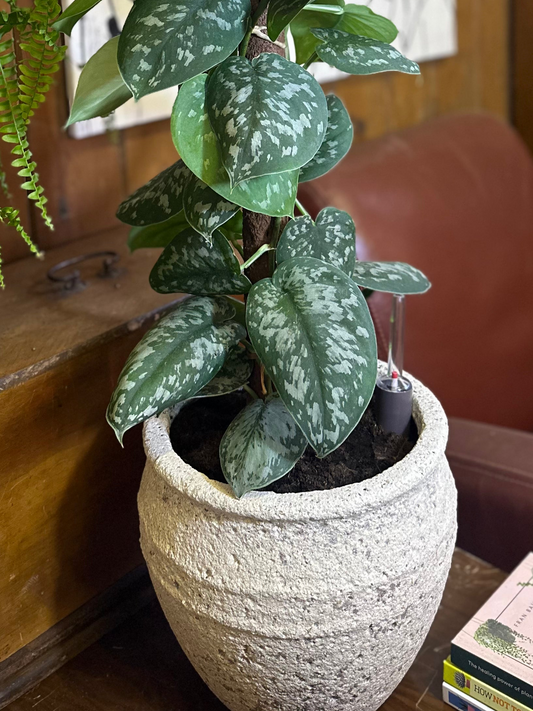 Potting Service - Indoor Plants