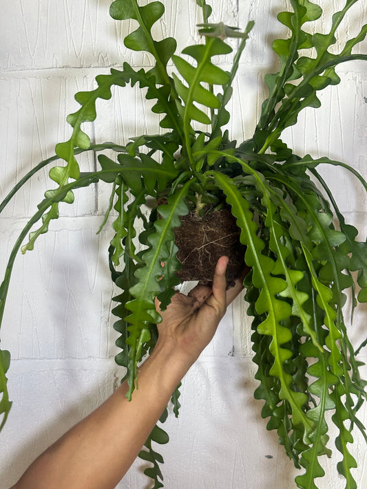 Epiphyllum anguliger