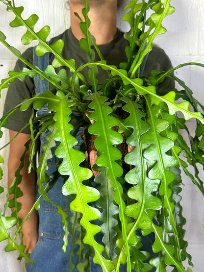 Epiphyllum anguliger