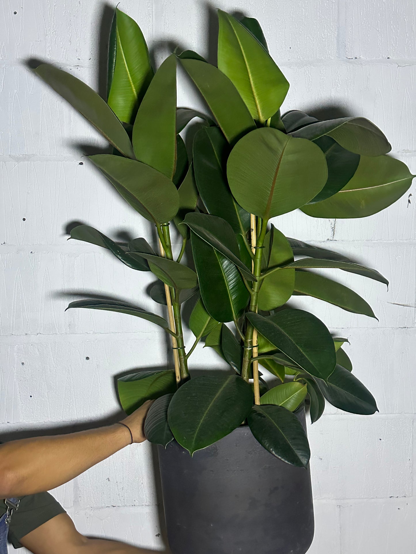 Ficus Robusta