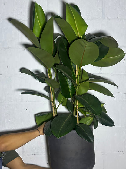Ficus Robusta