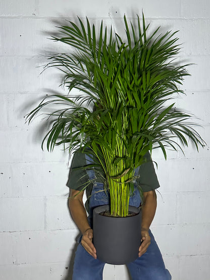 Dypsis areca