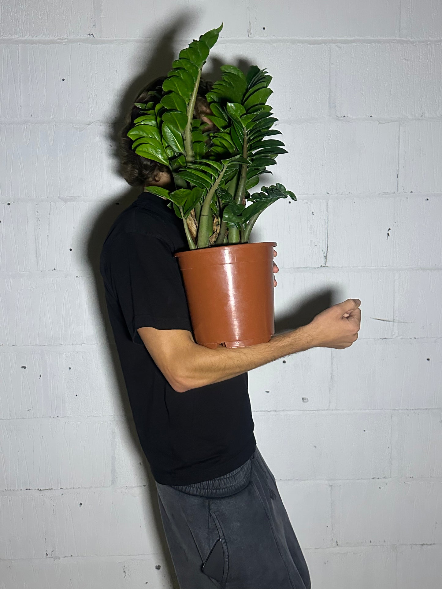 Zamioculcas zamiifolia