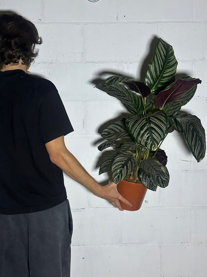 Calathea Ornata