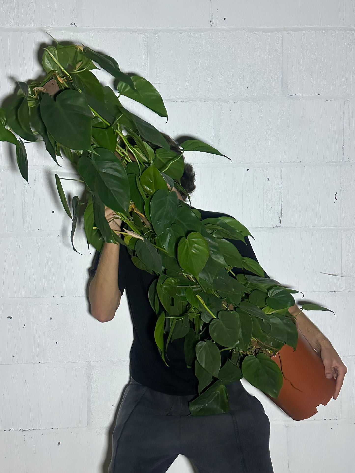 Philodendron scandens (moss pole)