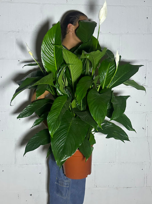 Spathiphyllum sweet Lauretta