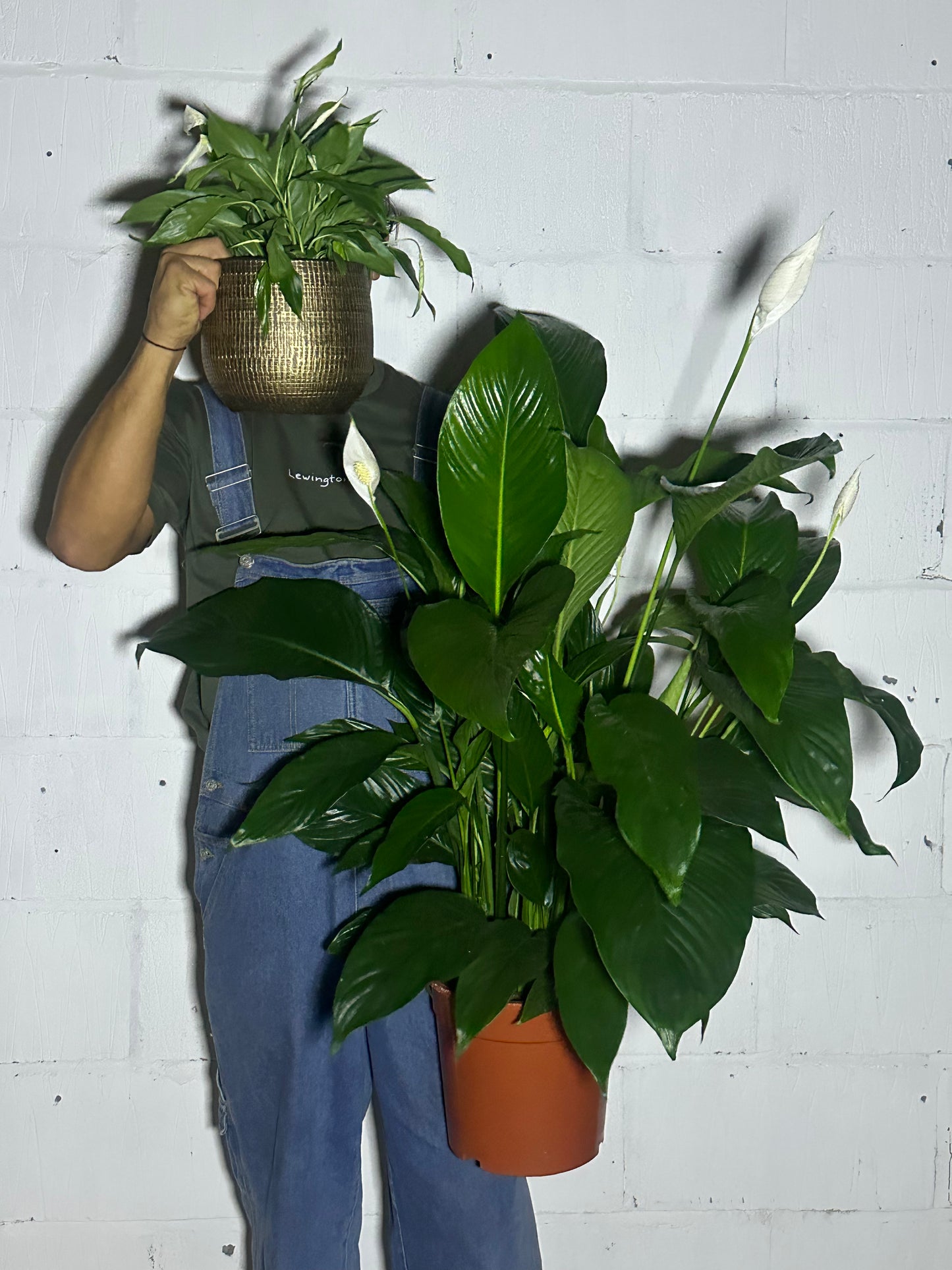 Spathiphyllum sweet Lauretta