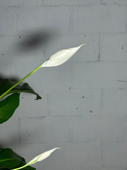 Spathiphyllum sweet Lauretta