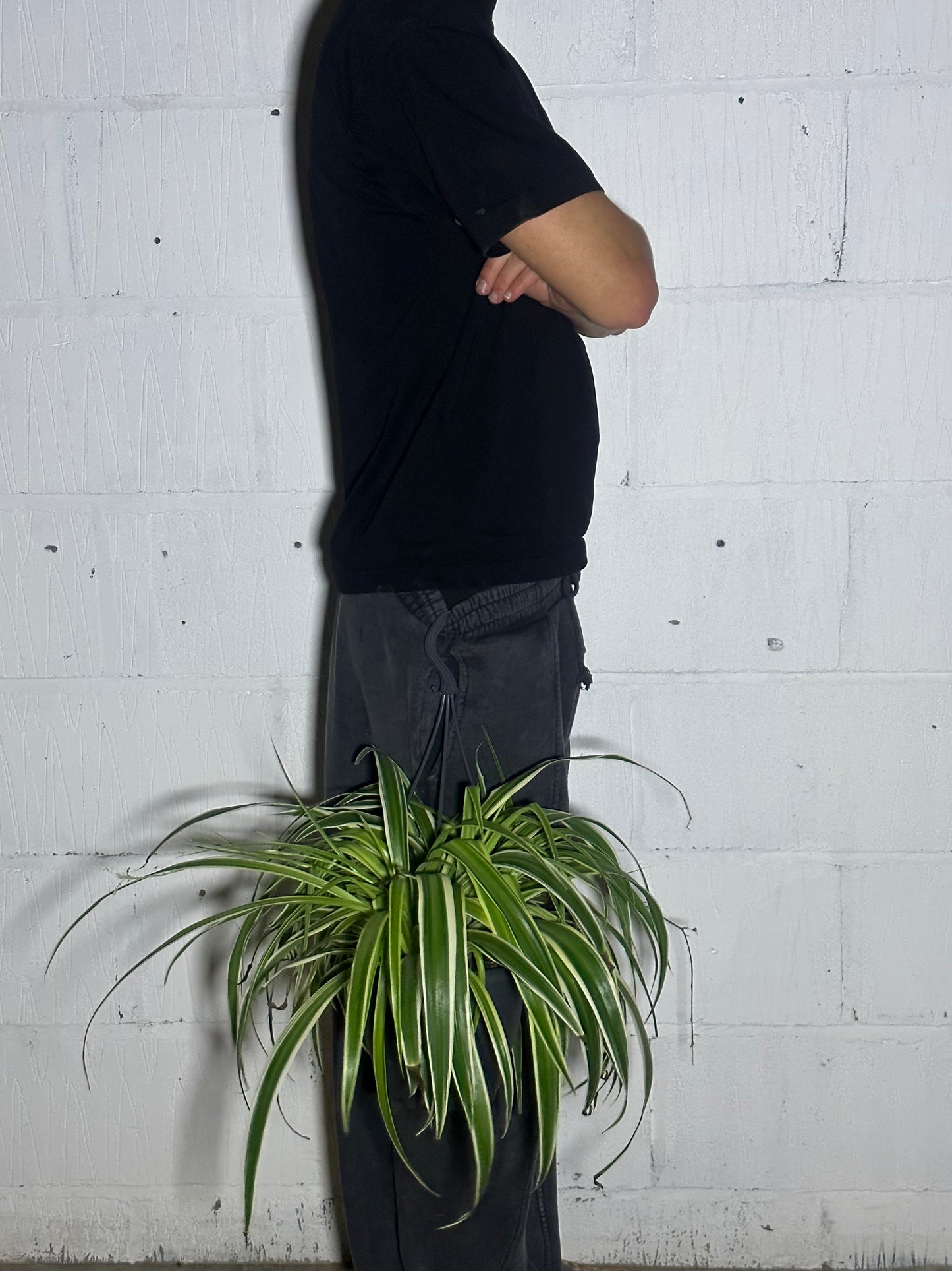 Chlorophytum vittatum