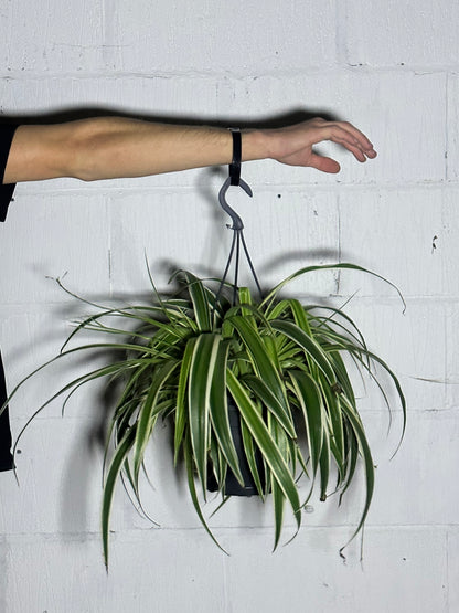 Chlorophytum vittatum