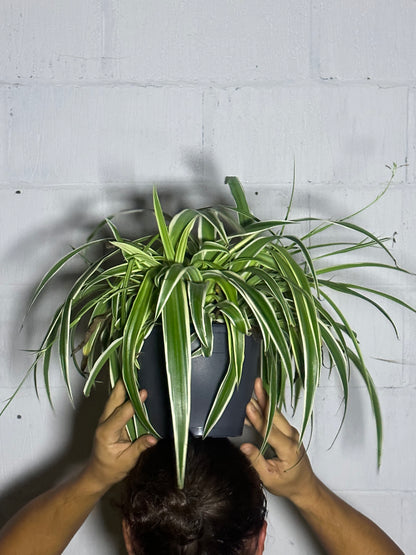 Chlorophytum vittatum