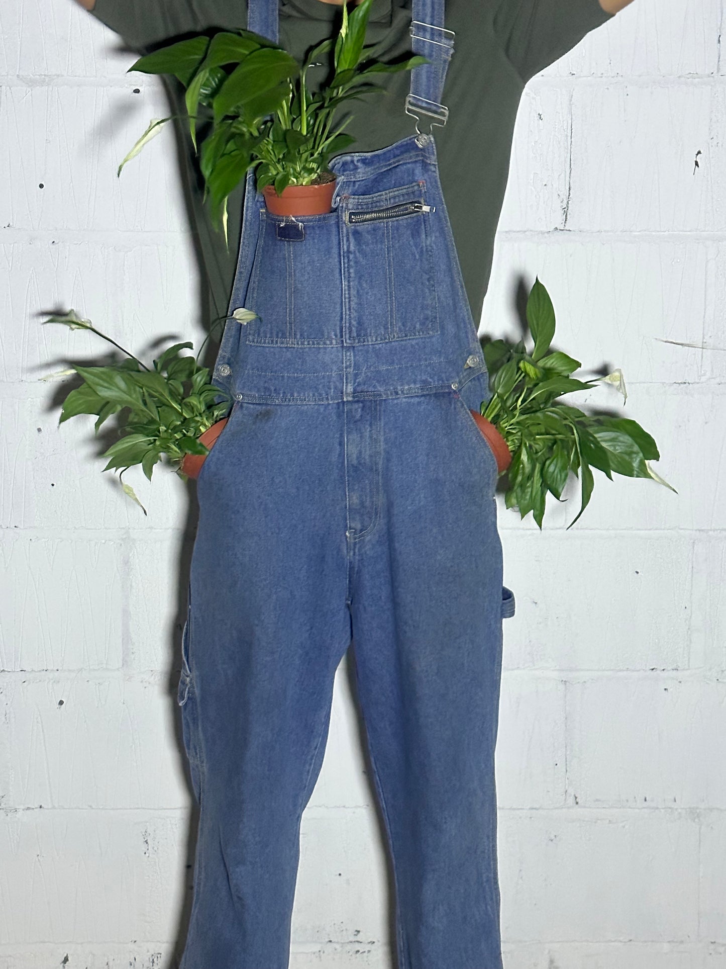 Spathiphyllum sweet Lauretta