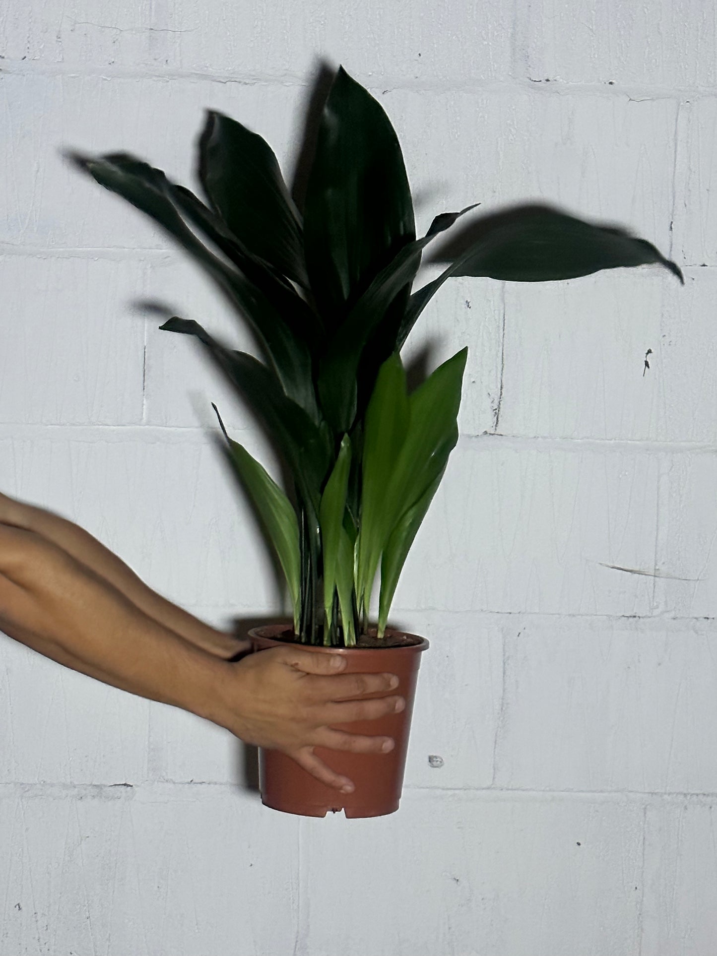 Aspidistra elatior