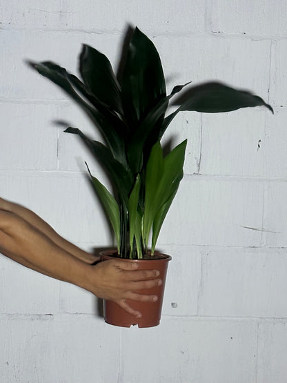 Aspidistra elatior