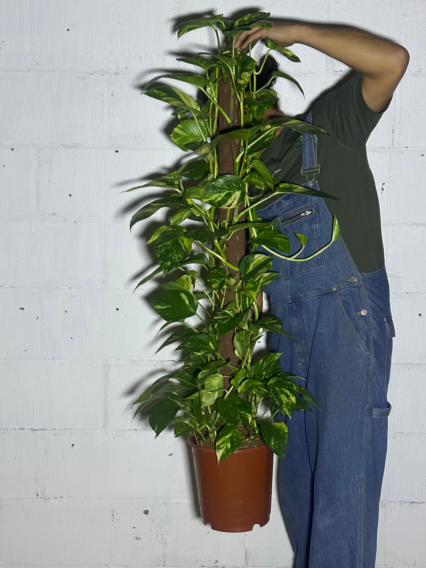 Scindapsus aureum (moss pole)