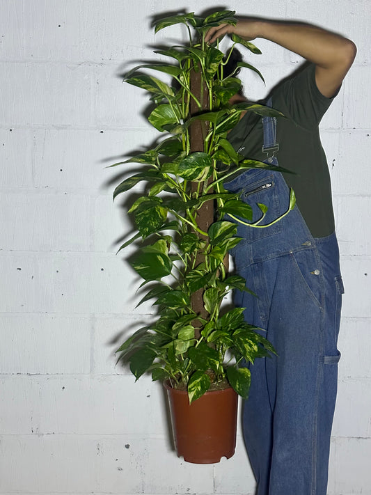 Scindapsus aureum (moss pole) (L)